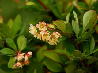 small,round yellow flowers of berberis bush at spring