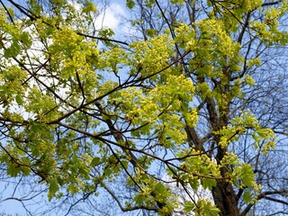 Maple tree - Acer platanoides tree in blossom at  spring