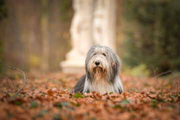 Naklejka na ściany i meble Bearded collie is lying in the forest. It is autumn portret.