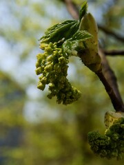 sycamore maple tree with growing flowers and leaves at spring
