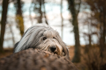 Bearded collie is lying on the log in forest. It is autumn portret.