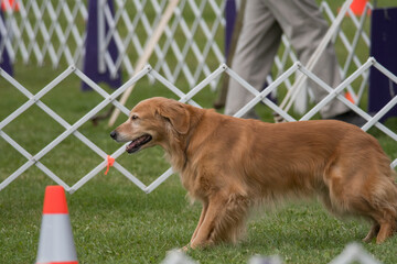 Golden Retriever standing ready during obedience trials
