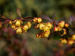 small,yellow flowers of berberis bush at spring