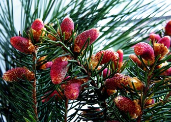 spruce tree wwith red flowers at spring close up