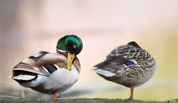A pair of ducks is sleeping and the drake always has an open eye on his wife.