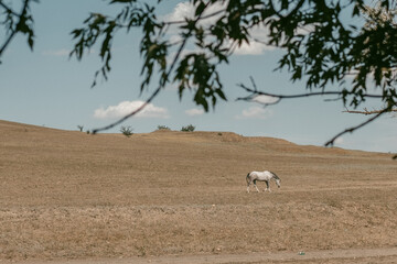 horse in the field