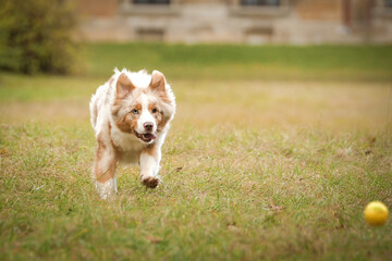 Australian shepherd is running in the leaves in the forest. Autumn photoshooting in park.
