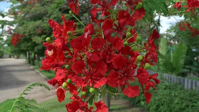 Beautiful Blossom Red Barbados Pride, Peacock Flower, Red Bird Or Poinciana At Park. Summer Nature  Background.