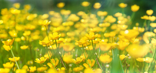 Wild  yellow spring flowers. Springtime yellow wild flowers in green field.