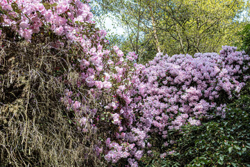 Flower of a rhododendron bush in the forest
