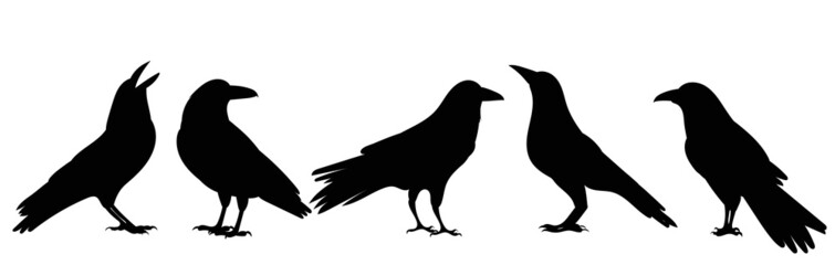 crows silhouette, on white background, isolated, vector