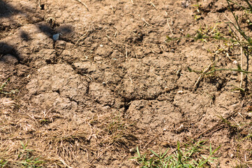 Closeup view of drought-cracked soil with dry grass with selective focus on foreground