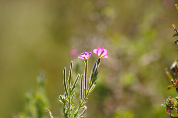 Closeup of hairy willow herb flowers and buds with green blurred plants on background