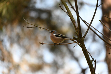 The common chaffinch or simply the chaffinch (Fringilla coelebs) is a common and widespread small passerine bird in the finch family. The male is brightly coloured with a blue-grey cap and rust-red un