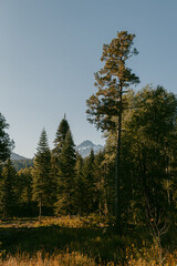 pine forest in autumn