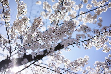 日本の桜