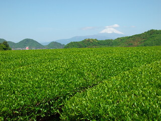 Fototapeta na wymiar 茶畑と富士の山
