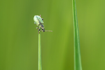 Phyllobius sp - Weevils - Charançon
