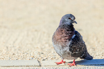 防府天満宮のハト　山口県防府市　Hofu Tenmangu Shrine pigeons. Yamaguchi-ken Hofu city.