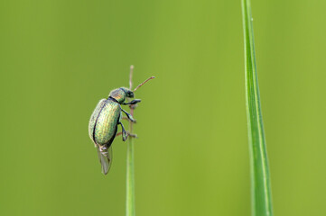 Phyllobius sp - Weevils - Charançon