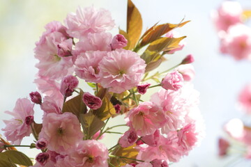 delicate flowers, sunshine,  flowers, nature, spring, bright colors, sunny weather, pink flowers