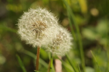 dandelion, greens, light flower, blow, sunny weather, spring, summer