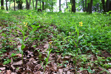 絶滅危惧種　キンラン