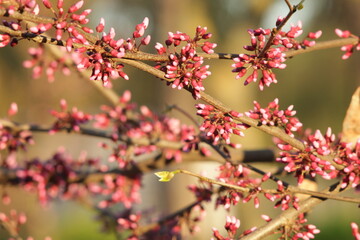  flowers, sunshine,  flowers, nature, spring, sunny weather,tree red