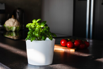 Organic fresh and green basil plant growing in the pot in fancy kitchen
