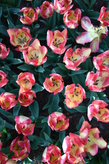 red and yellow tulips