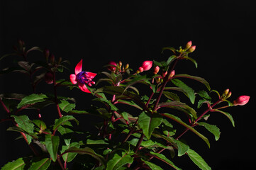 Blooming purple pink fuchsia flower on a black background. Small flower with purple and pink petals closeup photo.