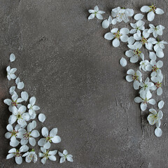 Gray-beige background with spring flowers of fruit trees diagonally. Background for spring greetings.