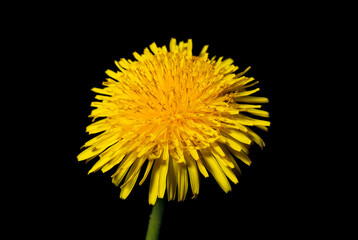 Naklejka premium Dandelion flower close up