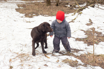 Small child in red cap and gray clothes with brown dog Labrador Retriever in spring forest