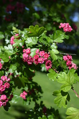 Natural floral background, blossoming of Double pink Hawthorn or Crataegus laevigata beautiful pink flowers in spring sunny garden. Macro image suitable for wallpaper, cover or greeting card
