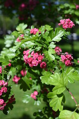 Natural floral background, blossoming of Double pink Hawthorn or Crataegus laevigata beautiful pink flowers in spring sunny garden. Macro image suitable for wallpaper, cover or greeting card