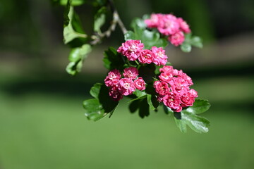 Natural floral background, blossoming of Double pink Hawthorn or Crataegus laevigata beautiful pink flowers in spring sunny garden. Macro image suitable for wallpaper, cover or greeting card