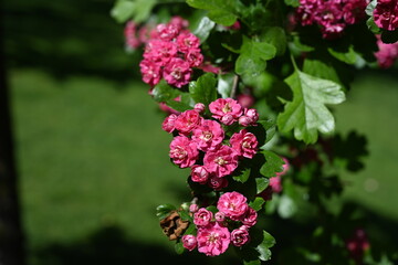 Natural floral background, blossoming of Double pink Hawthorn or Crataegus laevigata beautiful pink flowers in spring sunny garden. Macro image suitable for wallpaper, cover or greeting card
