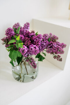 Fresh lilac branches in a vase in a bright interior