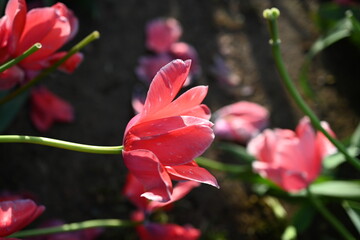 Super-cluster of rows of tulips of all hues and colors . These amazing summer blooms make for spectacular viewing, amongst the worlds greatest tulip collections. A true treat from nature.