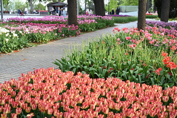 Super-cluster of rows of tulips of all hues and colors . These amazing summer blooms make for spectacular viewing, Pink, yellow tulips, flowers. A true treat from nature.
