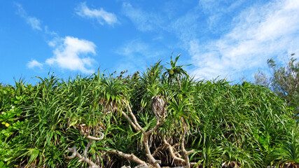 備瀬崎 沖縄県 本部町