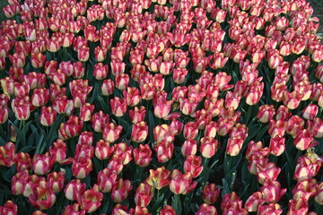 Super-cluster of rows of tulips of all hues and colors . These amazing summer blooms make for spectacular viewing, Pink, yellow tulips, flowers. A true treat from nature.