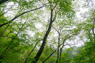 陣馬山の森（東京都八王子市）
