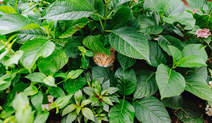 Red cat in the green bushes in the urban landscape. Hungry shy eyes from the bushes.
