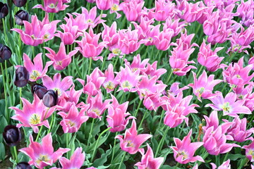 Super-cluster of rows of tulips of all hues and colors . These amazing summer blooms make for spectacular viewing, amongst the worlds greatest tulip collections. A true treat from nature.