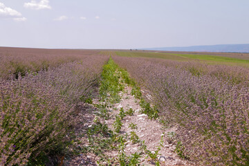 Fototapeta na wymiar Rows of lavender extending beyond the horizon at the end of the flowering season
