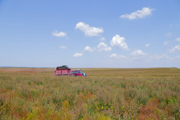 Fototapeta premium Harvesting sage in the field in clear weather
