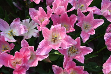 Super-cluster of rows of tulips of all hues and colors . These amazing summer blooms make for spectacular viewing, amongst the worlds greatest tulip collections. A true treat from nature.