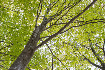Fototapeta na wymiar 新緑の頃のブナの木